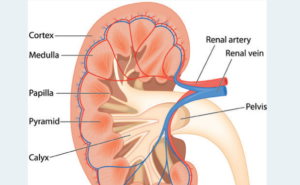 Cross-section showing kidney structure