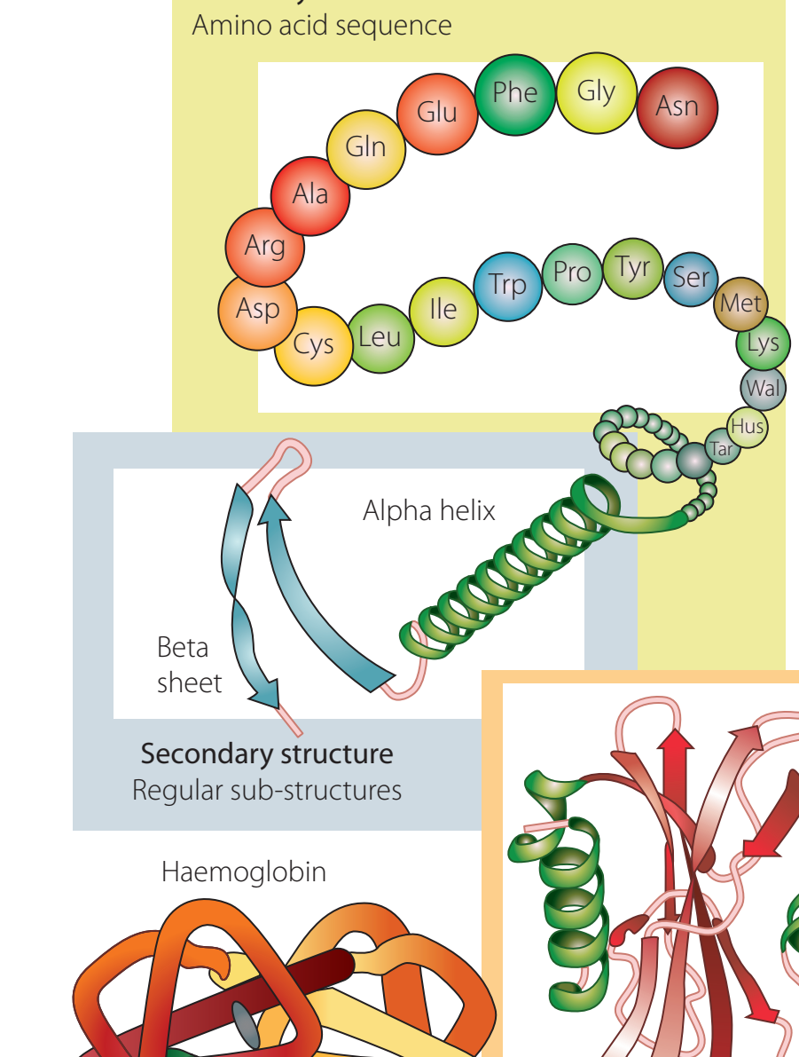 Diagram showing the hemoglobin structure illustrating amide bonds in quaternary structure.