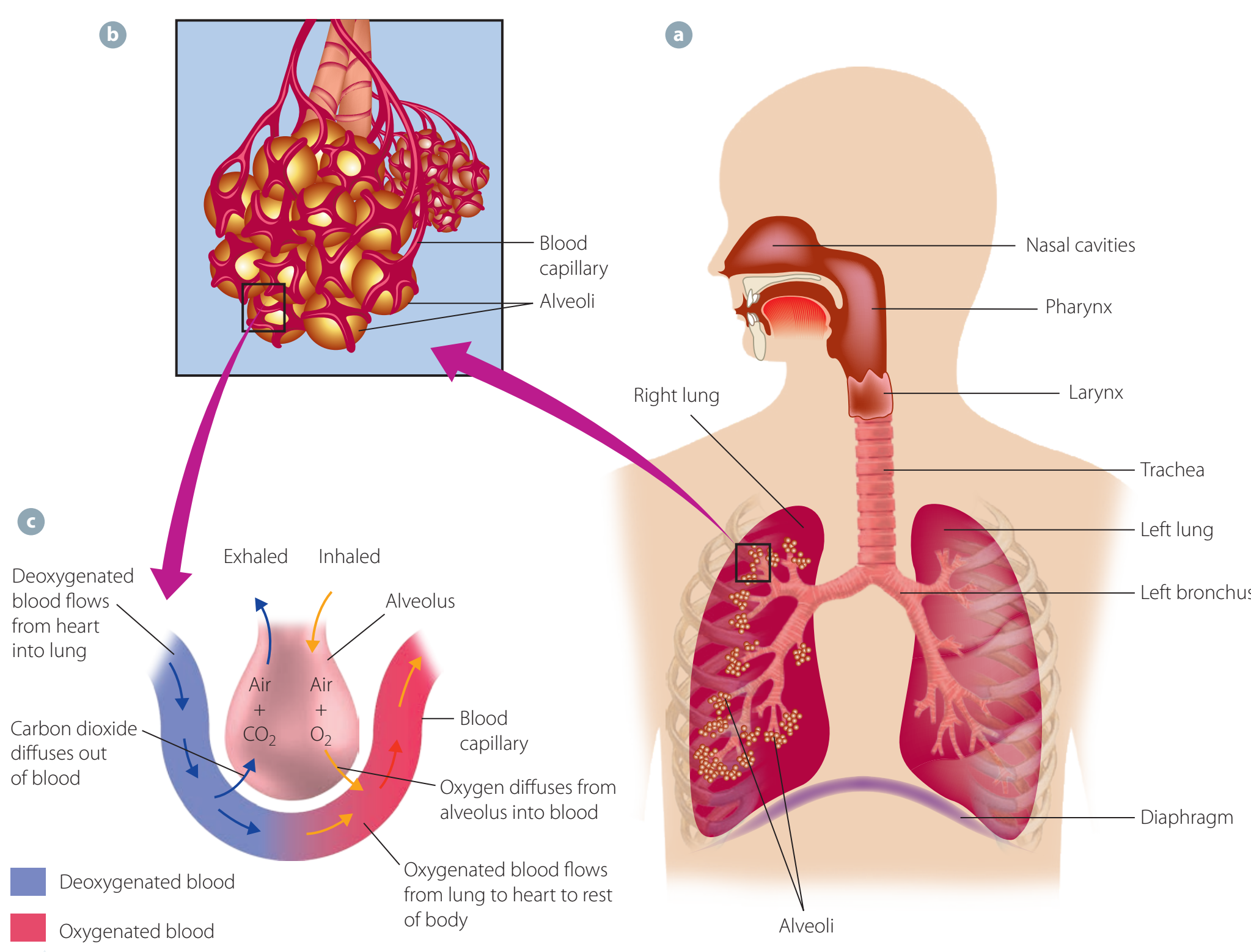 A labelled diagram illustrating gas exchange in a living organism.