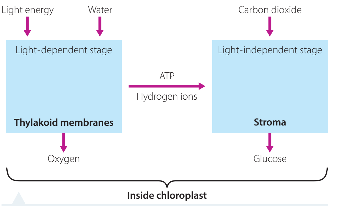 Diagram showing the main stages of photosynthesis, including light-dependent and light-independent reactions