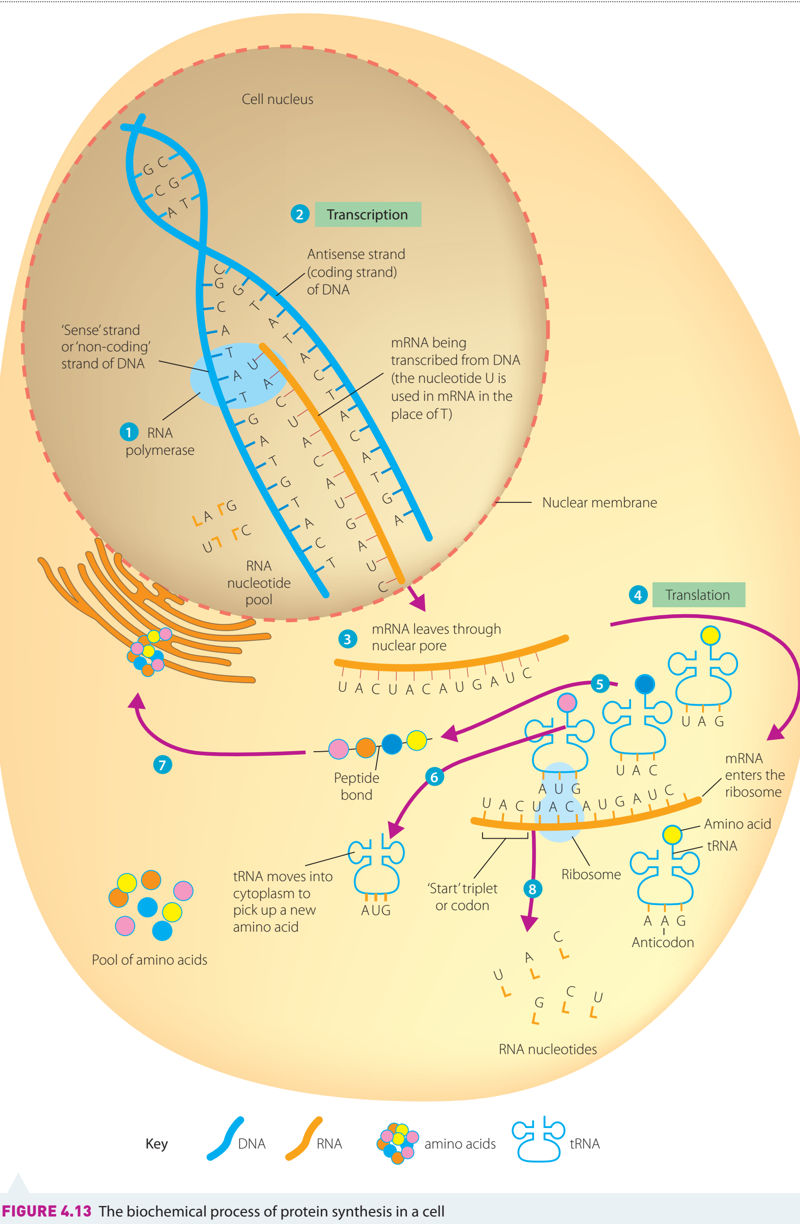 Timeline of translation phases: initiation, elongation, termination.