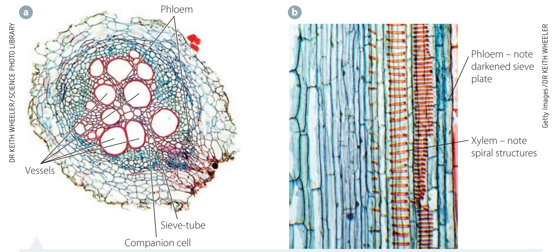 Cross-sectional diagram of a dicot stem displaying the arrangement of xylem and phloem