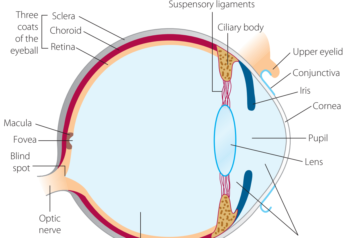 Detailed human eye diagram highlighting structures: cornea, lens, retina, optic nerve, iris, pupil, sclera, macula.