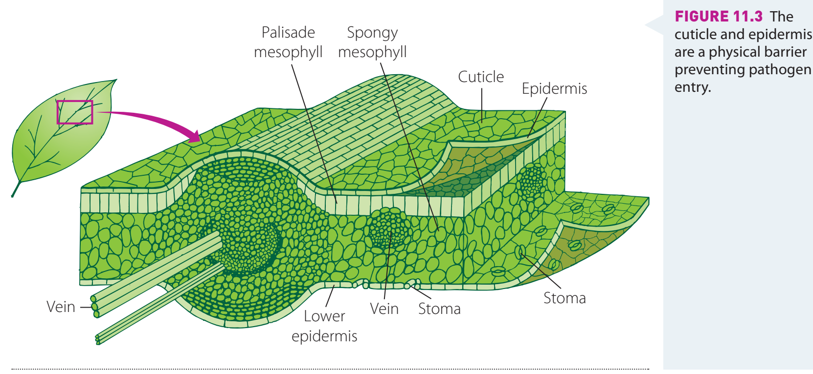 Detailed diagram of leaf structure focusing on vascular bundles and stomatal distribution