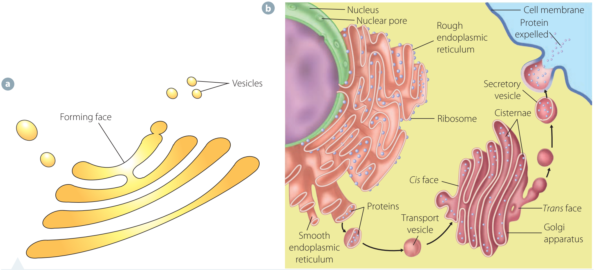 Rough and Smooth ER Structures
