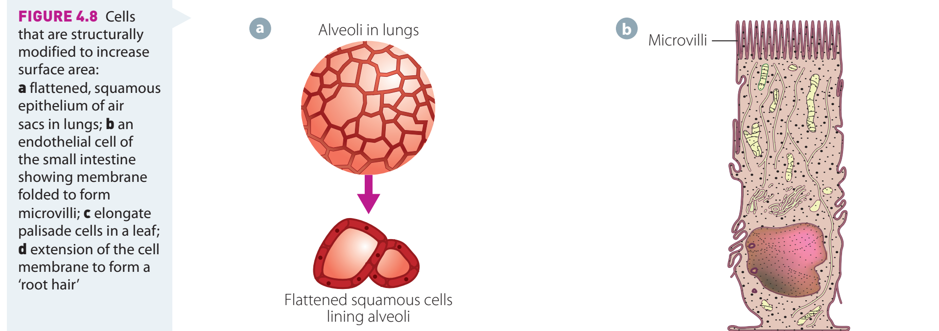 Organ Structures and Functions