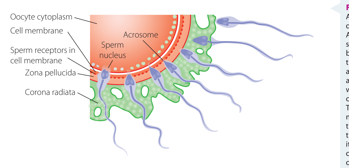 Diagrams depicting fertilization and zygote formation.