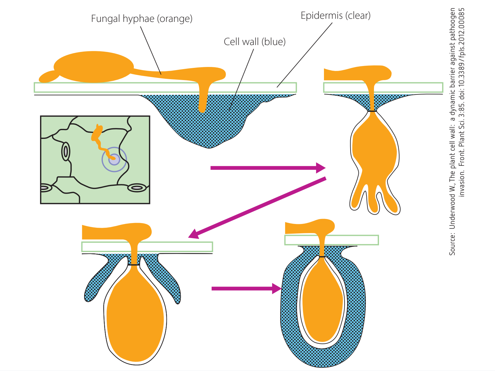 Illustration showing how pathogens infect and colonize plant structures (focusing on leaves and roots).