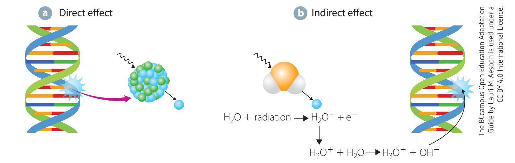 Illustrates radiation's effect on DNA strand breaks.