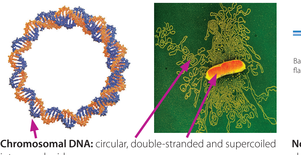 Prokaryotic circular chromosome.