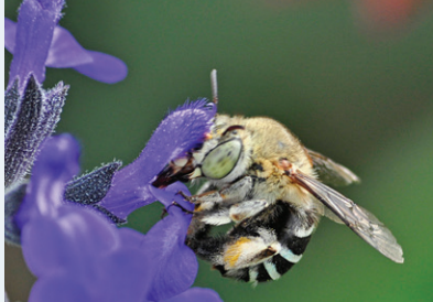 Diagram showing Pollinator Importance
