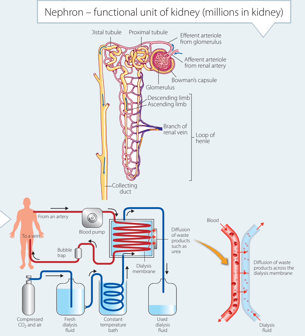 Haemodialysis process