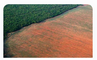 Figure 5: Deforestation
