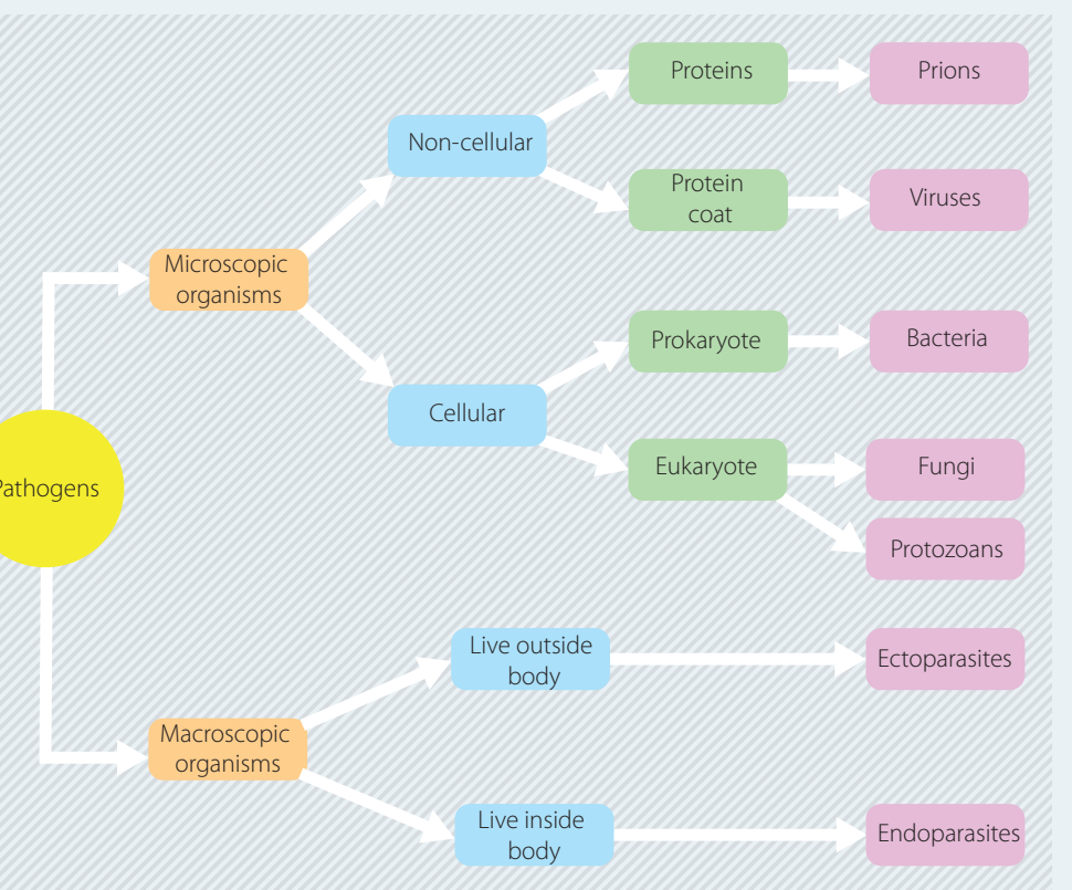 Classification of pathogens with key characteristics.