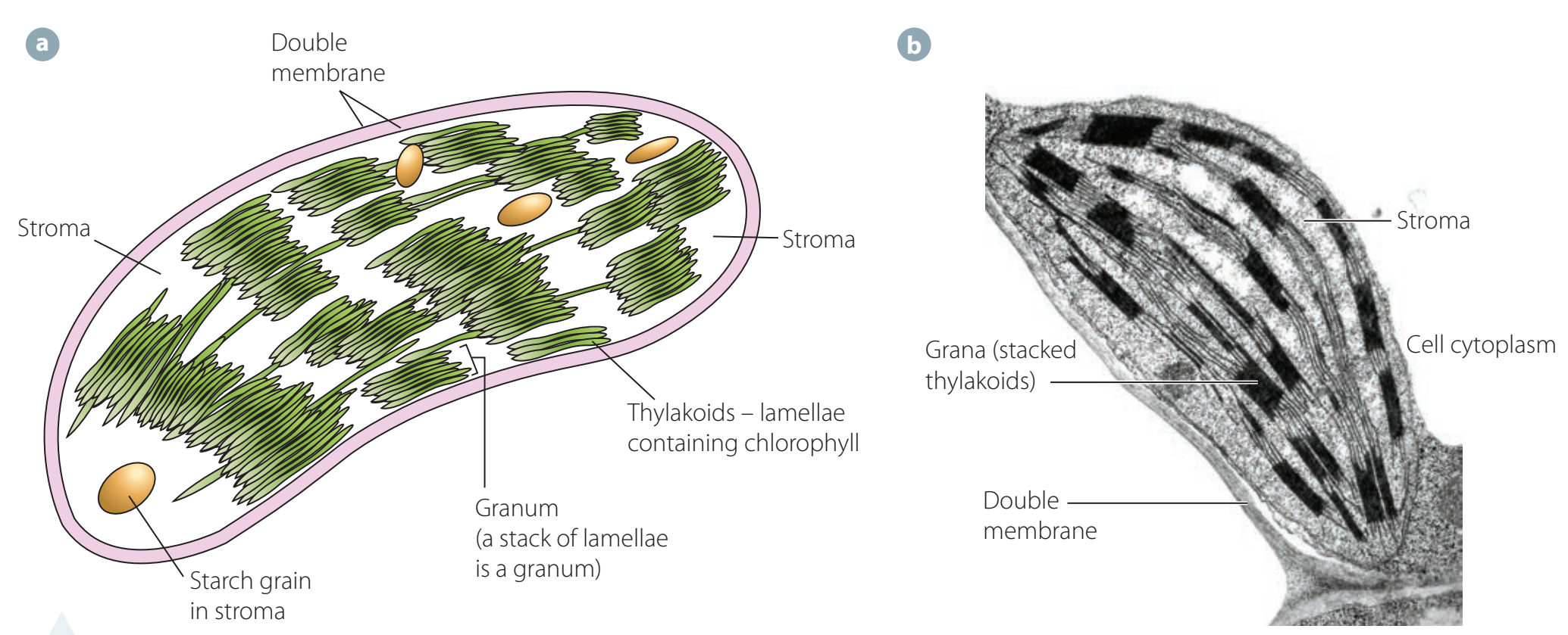 Comparison of chloroplast imaging using TEM and SEM.