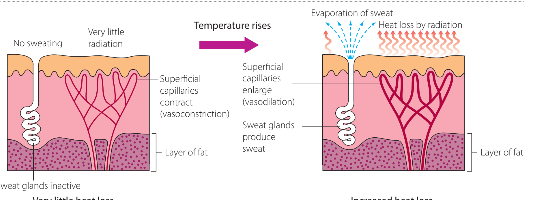 Thermoregulation Process