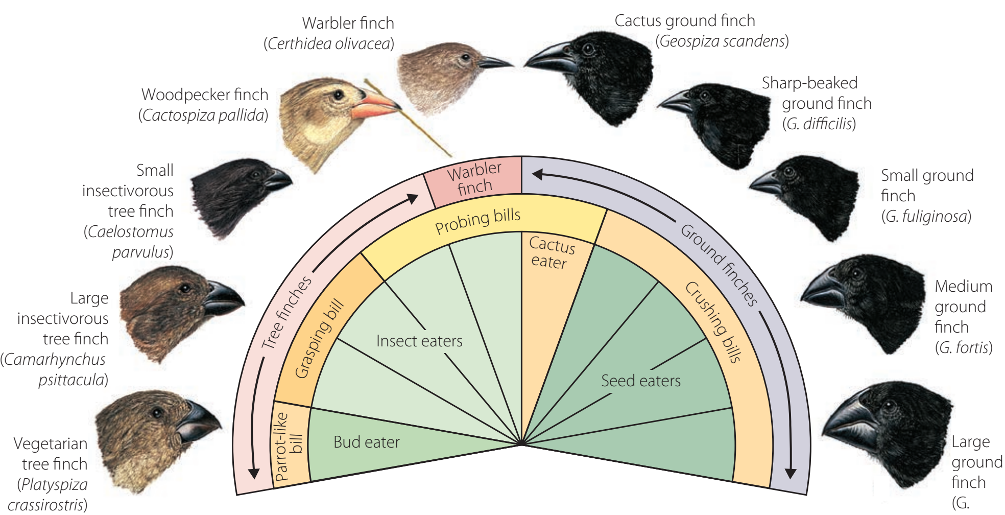 Annotated evolutionary tree diagram showing finch lineage divergence.