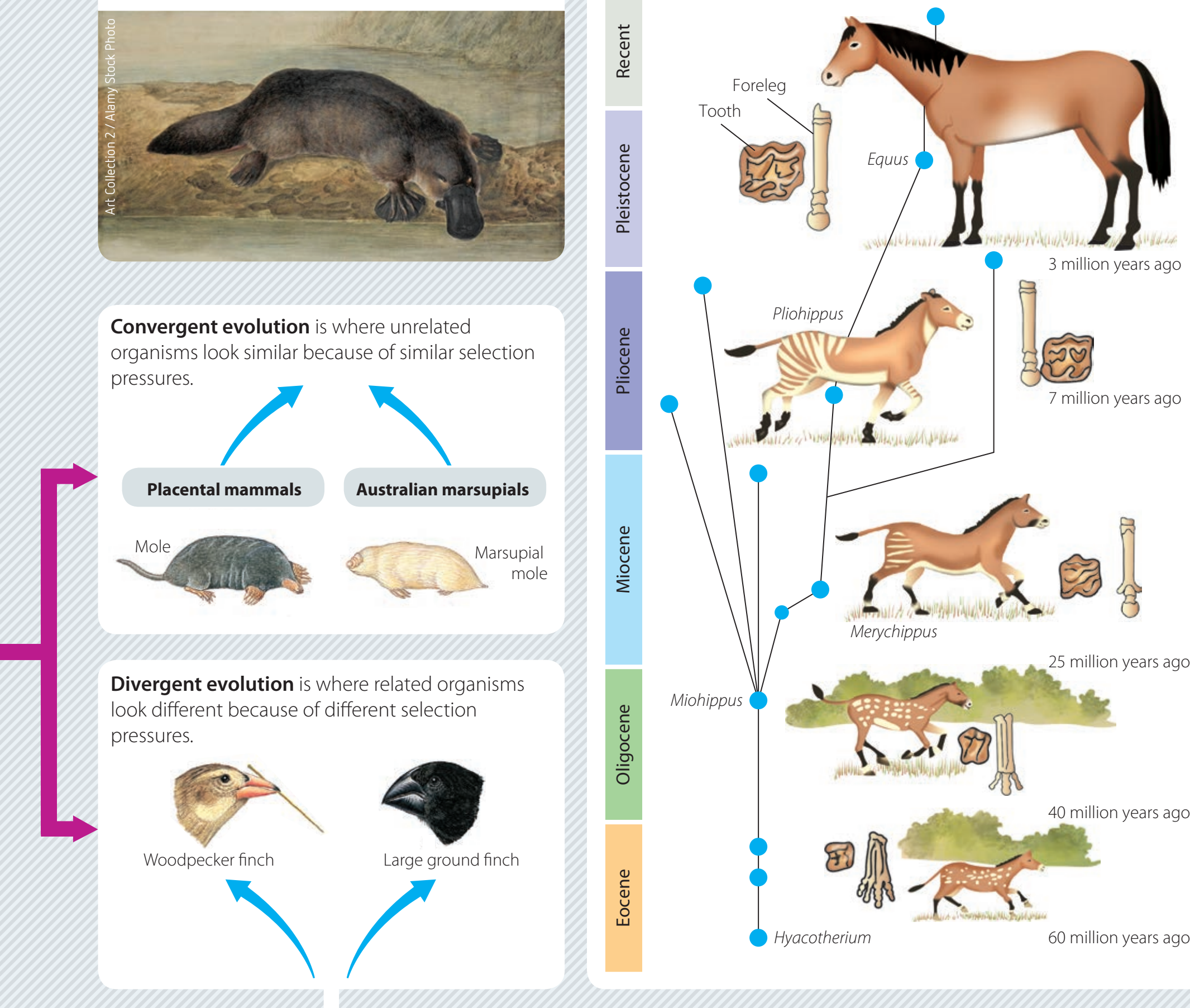 Diagram of Evolutionary Impact on Behaviours