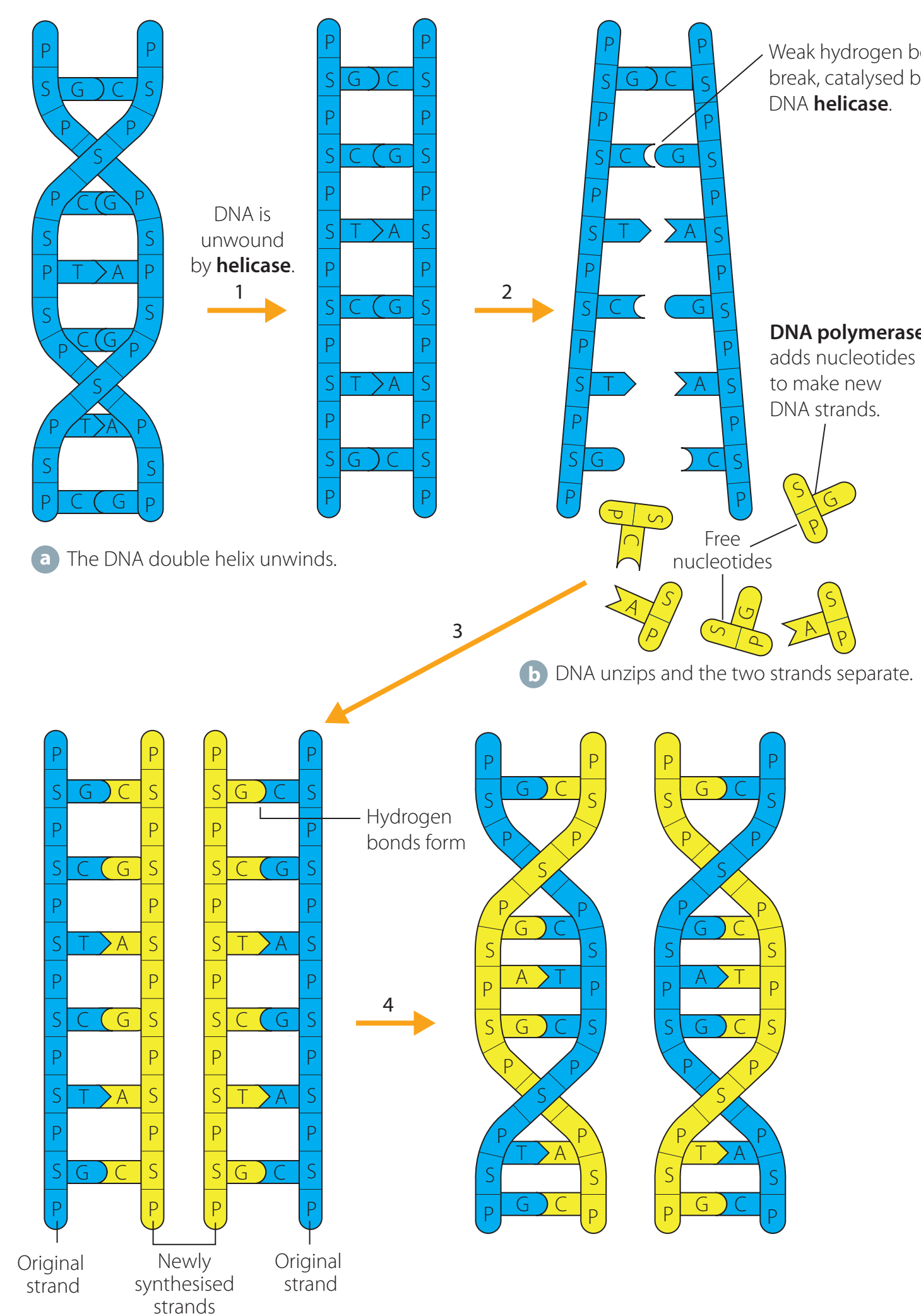 Diagram depicting helicase action unravelling the DNA double helix at the replication fork.