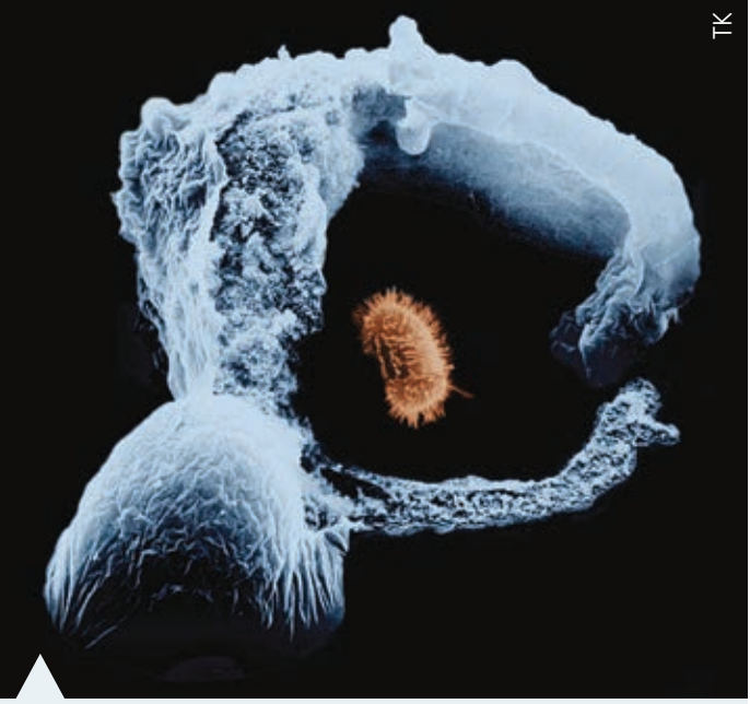 Visual representation of an extremophile showing structural adaptations.