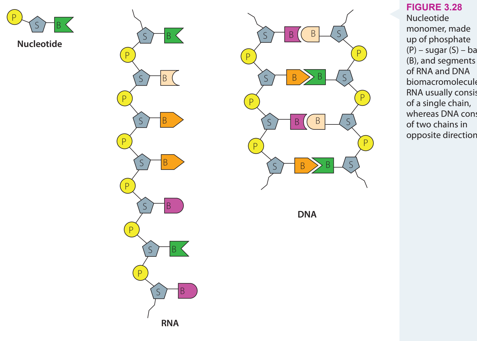 Labeled diagram showing nucleotide components.